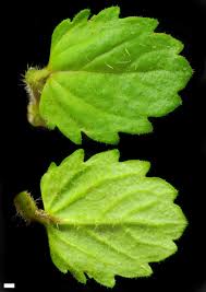 Attēlu rezultāti vaicājumam “Veronica persica leaf”