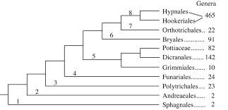 Attēlu rezultāti vaicājumam “Funariales”