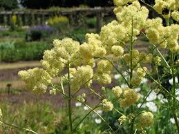 Attēlu rezultāti vaicājumam “Thalictrum lucidum”