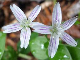 Attēlu rezultāti vaicājumam “Claytonia sibirica flower”