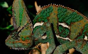 Attēlu rezultāti vaicājumam “Dianema nivale macro”