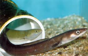 Image result for Anguilla rostrata