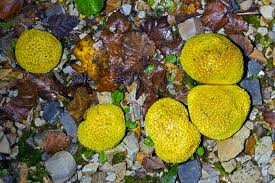 Attēlu rezultāti vaicājumam “Scleroderma citrinum”