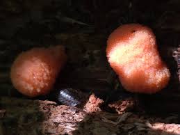 Attēlu rezultāti vaicājumam “Tubifera ferruginosa (subsp. ferruginosa)”