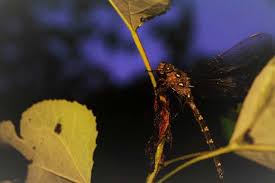 Attēlu rezultāti vaicājumam “Aeshnidae”