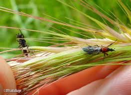 Attēlu rezultāti vaicājumam “Bibionidae female”