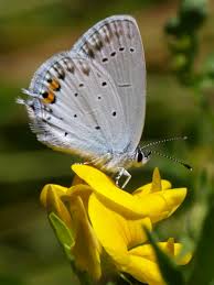 Attēlu rezultāti vaicājumam “Everes argiades underside”