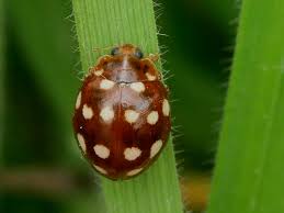 Attēlu rezultāti vaicājumam “Calvia quatuordecimguttata”