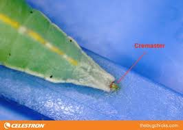 Attēlu rezultāti vaicājumam “Galerucella nymphaeae pupa”