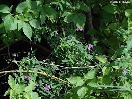 Attēlu rezultāti vaicājumam “Polymerus palustris”