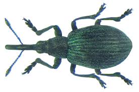 Attēlu rezultāti vaicājumam “Apionidae”