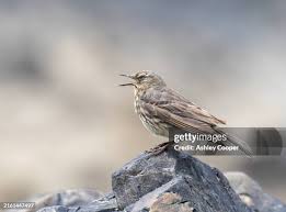 Image result for Anthus petrosus