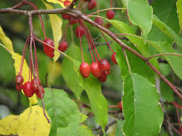 Attēlu rezultāti vaicājumam “Malus mandshurica”