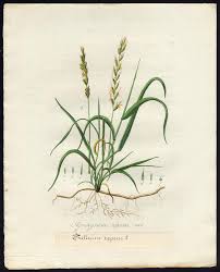 Attēlu rezultāti vaicājumam “Elytrigia repens”