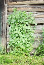 Attēlu rezultāti vaicājumam “Leonurus quinquelobatus”