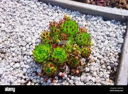 Attēlu rezultāti vaicājumam “Jovibarba globifera bud”