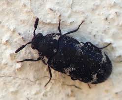 Attēlu rezultāti vaicājumam “Megatoma undata”