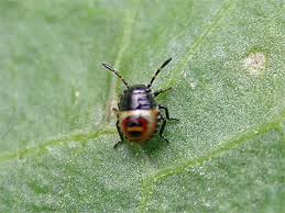 Attēlu rezultāti vaicājumam “Eurydema oleracea imago”