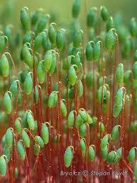 Attēlu rezultāti vaicājumam “Pohlia wahlenbergii macro”