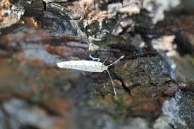 Attēlu rezultāti vaicājumam “Yponomeuta malinellus / cagnagella imago”