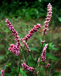 Attēlu rezultāti vaicājumam “Polygonaceae”