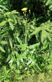 Attēlu rezultāti vaicājumam “Sonchus arvensis subsp. uliginosus”