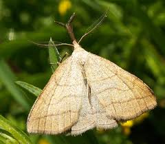Attēlu rezultāti vaicājumam “Polypogon tentacularius”