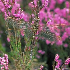 Attēlu rezultāti vaicājumam “Aeshna juncea”