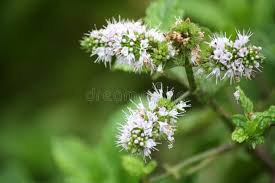 Attēlu rezultāti vaicājumam “Mentha arvensis flower”