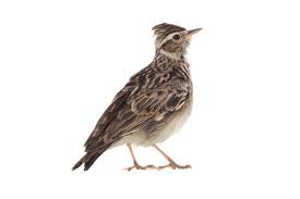 Image result for Alauda arvensis