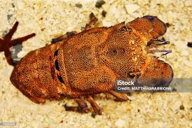 Image result for Scyllarides latus