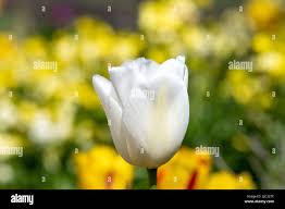 Attēlu rezultāti vaicājumam “Tulipa gesneriana flower”