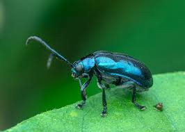 Attēlu rezultāti vaicājumam “Altica sp.”