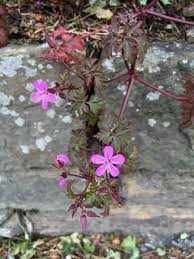 Attēlu rezultāti vaicājumam “Geranium robertianum flower”