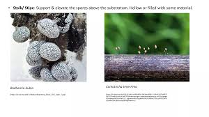 Attēlu rezultāti vaicājumam “Comatricha elegans var. microspora spores”