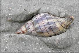 Image result for Cinctura hunteria