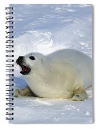 Image result for Pagophilus groenlandicus