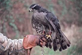 Image result for Goshawks G C