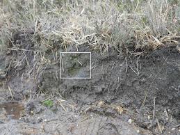 Attēlu rezultāti vaicājumam “Cladopodiella francisci”