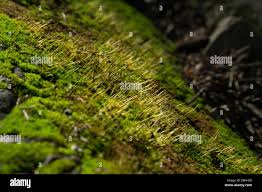 Attēlu rezultāti vaicājumam “Funariales”