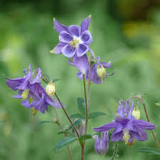 Image result for Aquilegia vulgaris