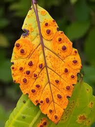 Attēlu rezultāti vaicājumam “Melampsoridium sp.”