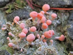 Attēlu rezultāti vaicājumam “Dibaeis baeomyces”