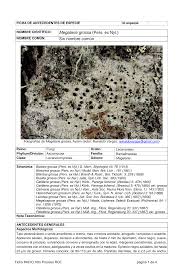 Attēlu rezultāti vaicājumam “Megalaria grossa”