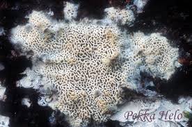 Attēlu rezultāti vaicājumam “Anomoporia bombycina”