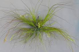 Attēlu rezultāti vaicājumam “Poa remota bud”