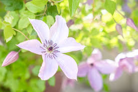 Attēlu rezultāti vaicājumam “Clematis flower”