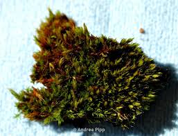 Attēlu rezultāti vaicājumam “Schistidium apocarpum”