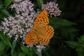 Attēlu rezultāti vaicājumam “Argynnis paphia larva”