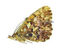 Attēlu rezultāti vaicājumam “Boloria titania”